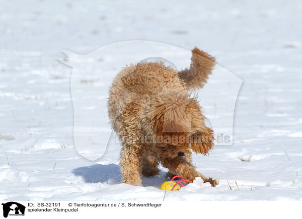 spielender Kleinpudel / playing poodle / SS-32191
