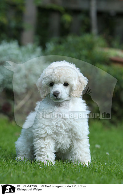 Kleinpudel Welpe / Standard Poodle Puppy / KL-14750