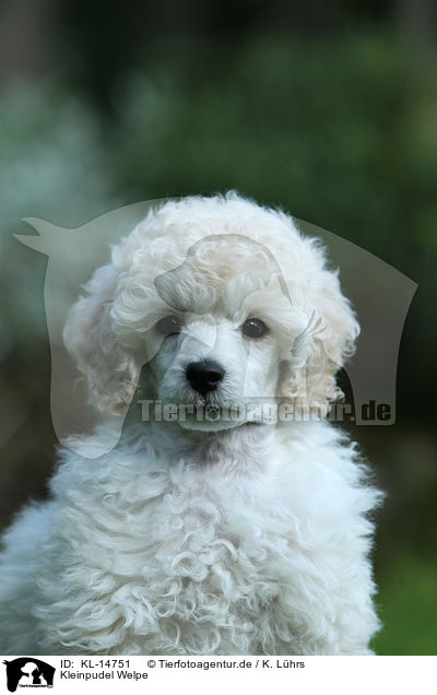 Kleinpudel Welpe / Standard Poodle Puppy / KL-14751