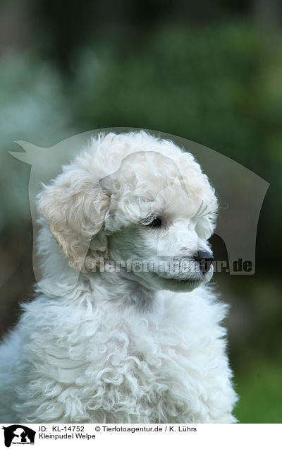 Kleinpudel Welpe / Standard Poodle Puppy / KL-14752