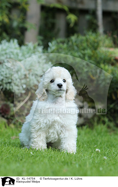 Kleinpudel Welpe / Standard Poodle Puppy / KL-14754