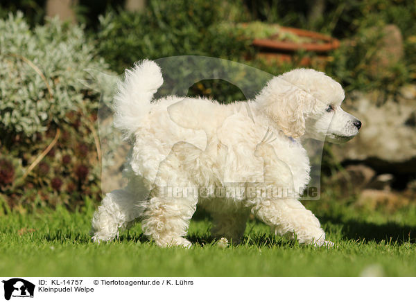 Kleinpudel Welpe / Standard Poodle Puppy / KL-14757