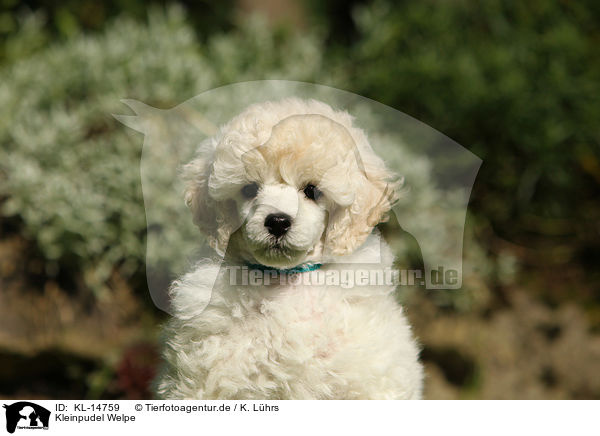 Kleinpudel Welpe / Standard Poodle Puppy / KL-14759