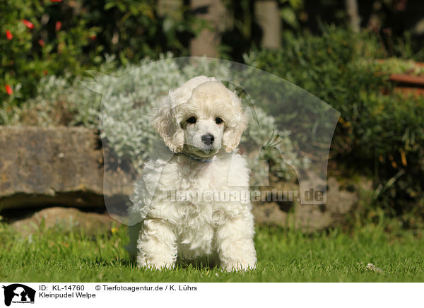 Kleinpudel Welpe / Standard Poodle Puppy / KL-14760