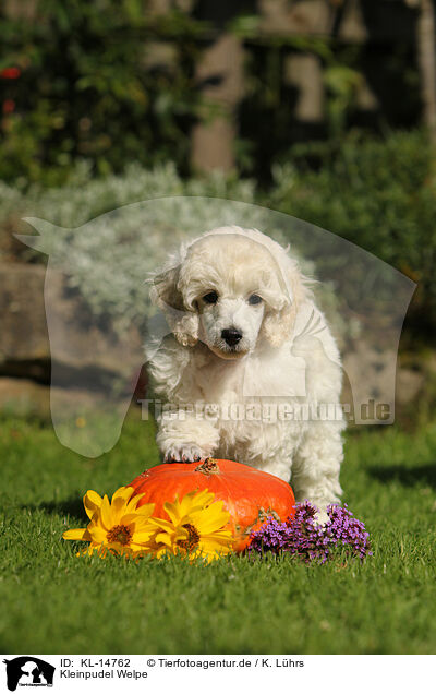 Kleinpudel Welpe / Standard Poodle Puppy / KL-14762