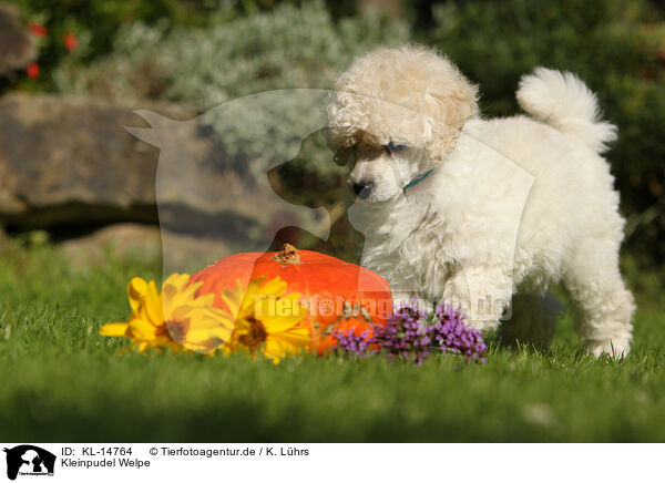 Kleinpudel Welpe / Standard Poodle Puppy / KL-14764