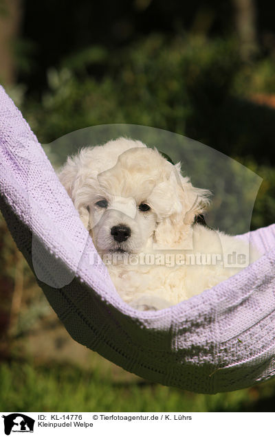 Kleinpudel Welpe / Standard Poodle Puppy / KL-14776