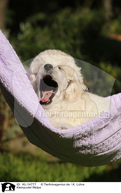 Kleinpudel Welpe / Standard Poodle Puppy / KL-14777