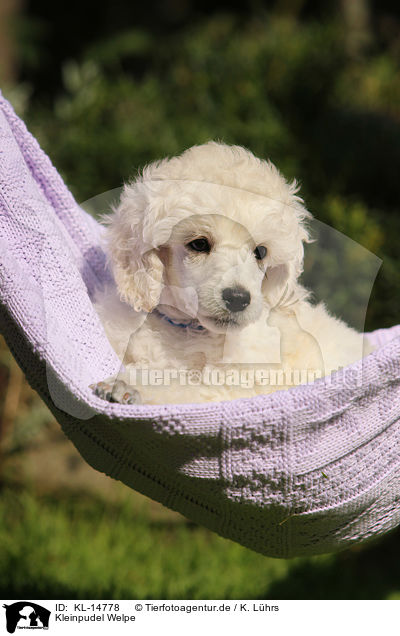 Kleinpudel Welpe / Standard Poodle Puppy / KL-14778