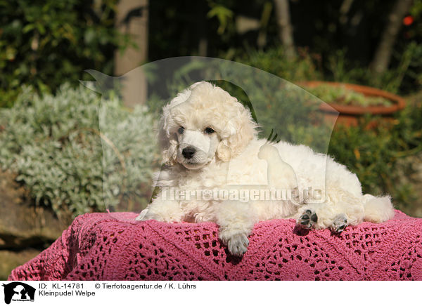 Kleinpudel Welpe / Standard Poodle Puppy / KL-14781