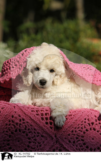 Kleinpudel Welpe / Standard Poodle Puppy / KL-14782