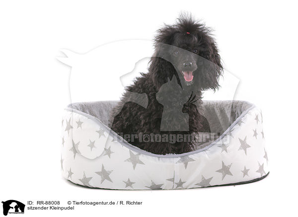 sitzender Kleinpudel / sitting Standard Poodle / RR-88008