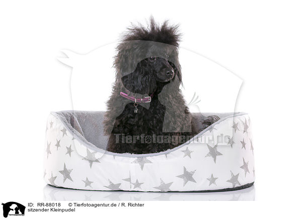sitzender Kleinpudel / sitting Standard Poodle / RR-88018