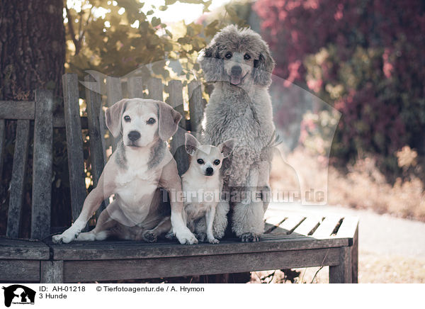 3 Hunde / 3 Dogs / AH-01218