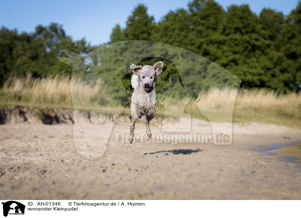 rennender Kleinpudel / running Standard Poodle / AH-01346