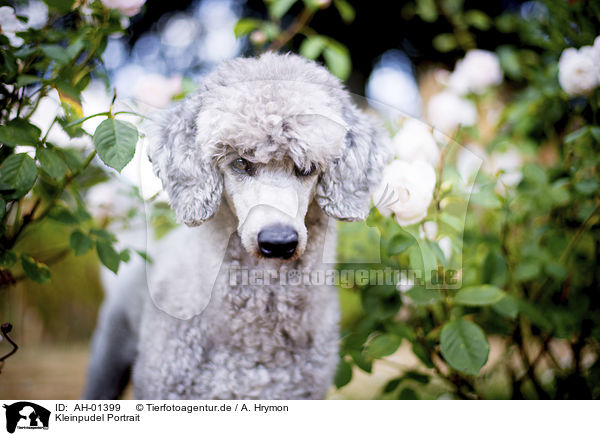 Kleinpudel Portrait / Standard Poodle portrait / AH-01399