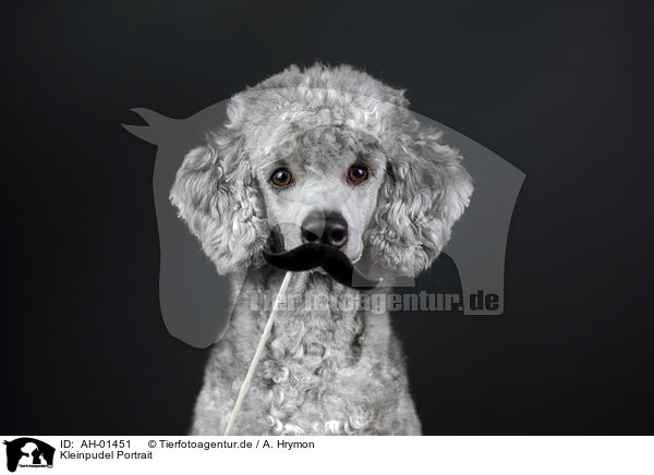 Kleinpudel Portrait / Standard Poodle portrait / AH-01451