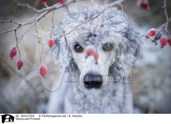 Kleinpudel Portrait / Standard Poodle portrait / AH-01454