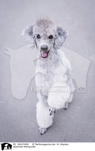 sitzender Kleinpudel / sitting Standard Poodle / AH-01464
