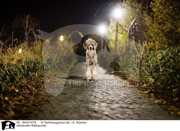 stehender Kleinpudel / standing Standard Poodle / AH-01479
