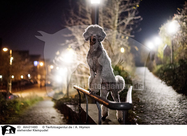 stehender Kleinpudel / standing Standard Poodle / AH-01480