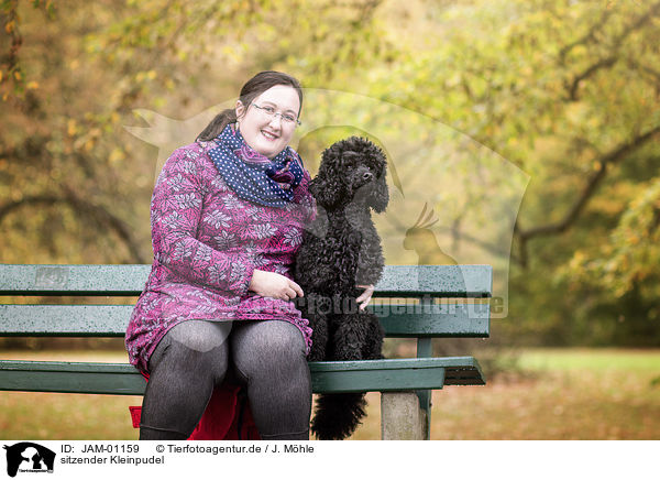 sitzender Kleinpudel / sitting Standard Poodle / JAM-01159