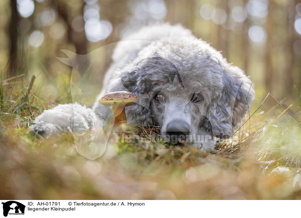 liegender Kleinpudel / lying Standard Poodle / AH-01791