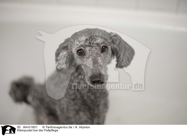 Kleinpudel bei der Fellpflege / Standard Poodle grooming / AH-01801