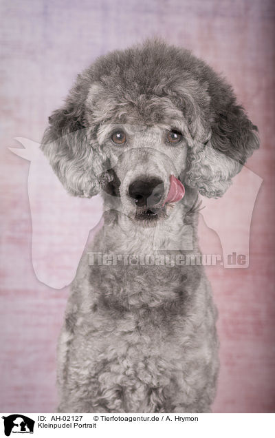 Kleinpudel Portrait / Standard Poodle portrait / AH-02127