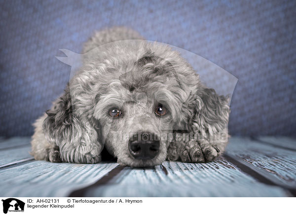 liegender Kleinpudel / lying Standard Poodle / AH-02131