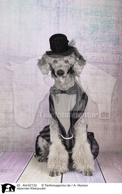 sitzender Kleinpudel / sitting Standard Poodle / AH-02132