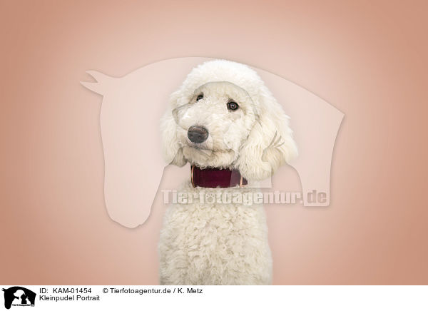 Kleinpudel Portrait / Standard Poodle portrait / KAM-01454