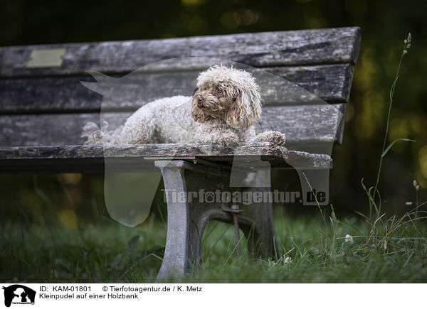 Kleinpudel auf einer Holzbank / Standard Poodle on a wooden bench / KAM-01801