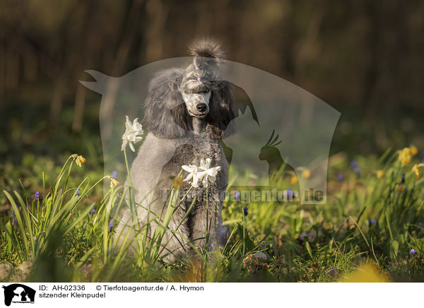 sitzender Kleinpudel / sitting Standard Poodle / AH-02336