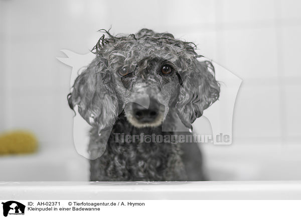Kleinpudel in einer Badewanne / Standard Poodle in a bathtub / AH-02371