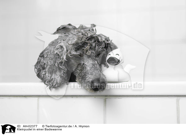 Kleinpudel in einer Badewanne / AH-02377