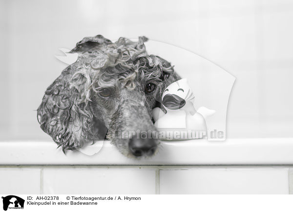 Kleinpudel in einer Badewanne / Standard Poodle in a bathtub / AH-02378