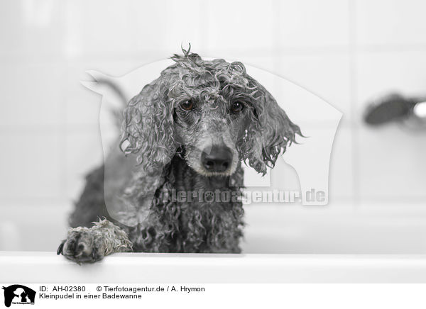 Kleinpudel in einer Badewanne / Standard Poodle in a bathtub / AH-02380