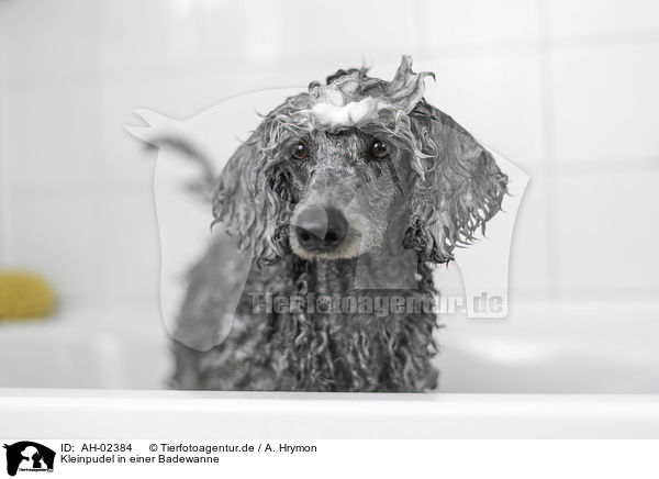 Kleinpudel in einer Badewanne / Standard Poodle in a bathtub / AH-02384
