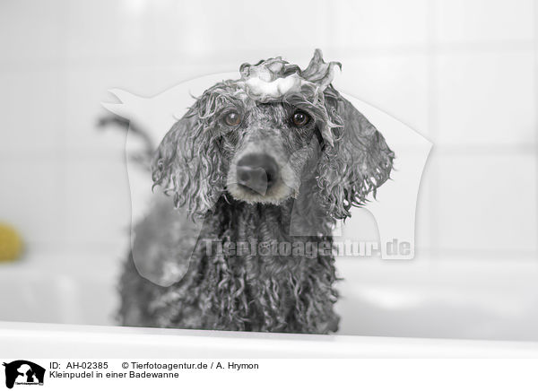 Kleinpudel in einer Badewanne / Standard Poodle in a bathtub / AH-02385