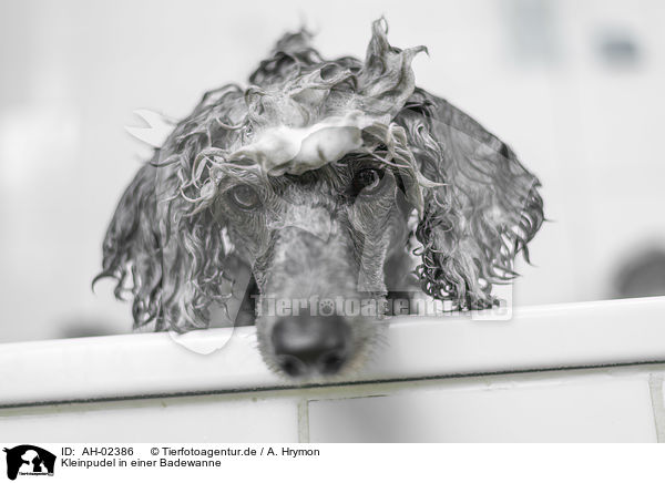 Kleinpudel in einer Badewanne / Standard Poodle in a bathtub / AH-02386