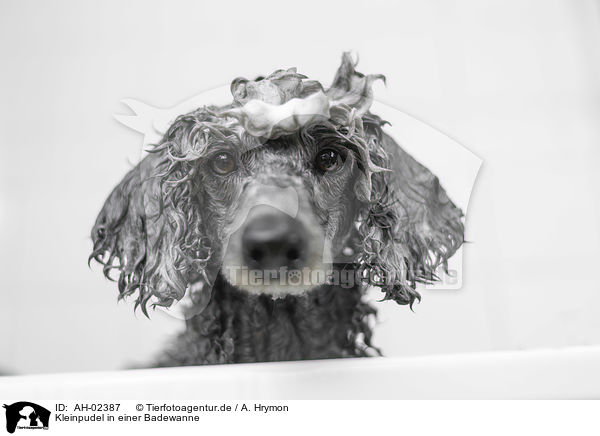 Kleinpudel in einer Badewanne / Standard Poodle in a bathtub / AH-02387