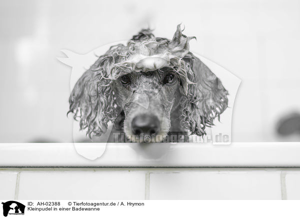 Kleinpudel in einer Badewanne / Standard Poodle in a bathtub / AH-02388