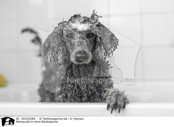 Kleinpudel in einer Badewanne / Standard Poodle in a bathtub / AH-02389
