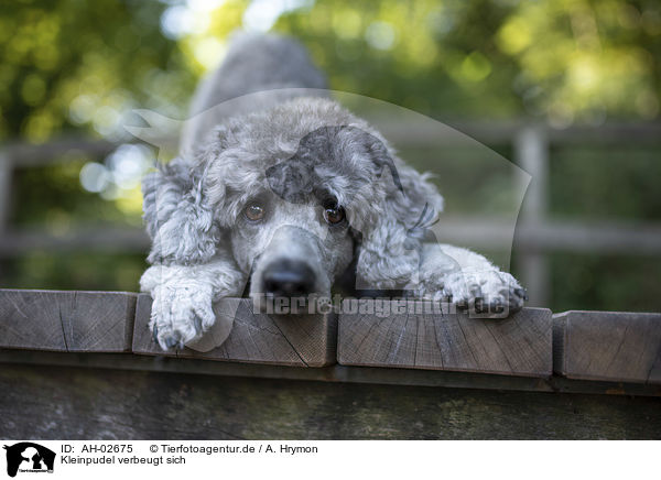 Kleinpudel verbeugt sich / Royal Standard Poodle takes a bow / AH-02675