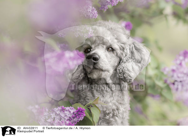 Kleinpudel Portrait / Standard Poodle Portrait / AH-02811