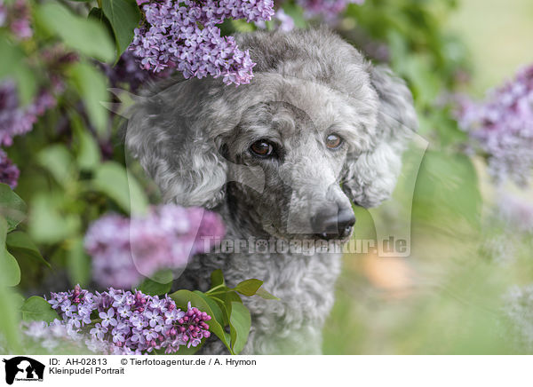 Kleinpudel Portrait / Standard Poodle Portrait / AH-02813