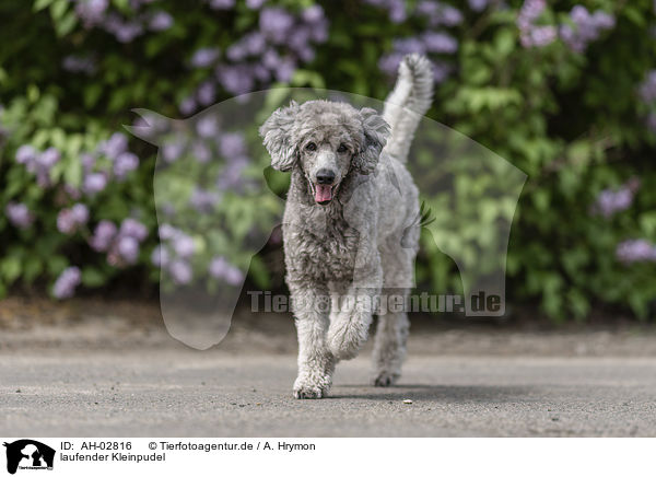 laufender Kleinpudel / trotting Standard Poodle / AH-02816