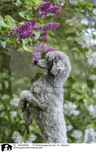 schnuppernder Kleinpudel / snuffling Standard Poodle / AH-02824