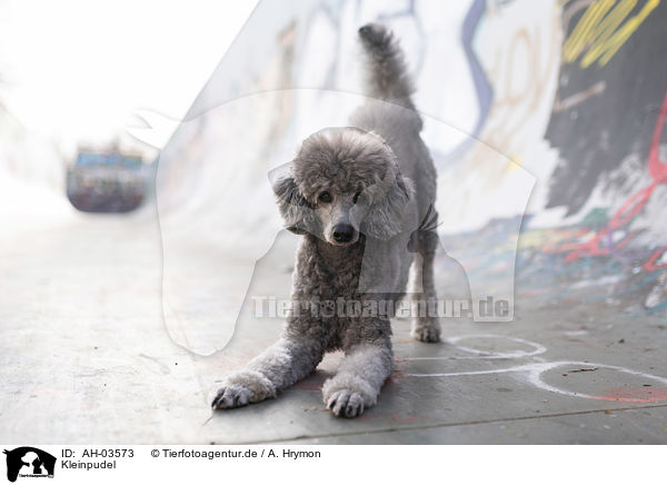 Kleinpudel / standard poodle / AH-03573